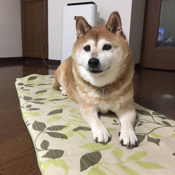 Aa656e64 38d1 4e27 b29b 2fe2165a1647 1531052410171