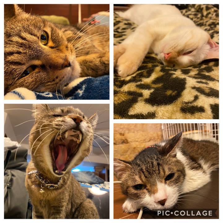 Aa708a6f da46 4726 95ba 414f09b3718b 1584621641277