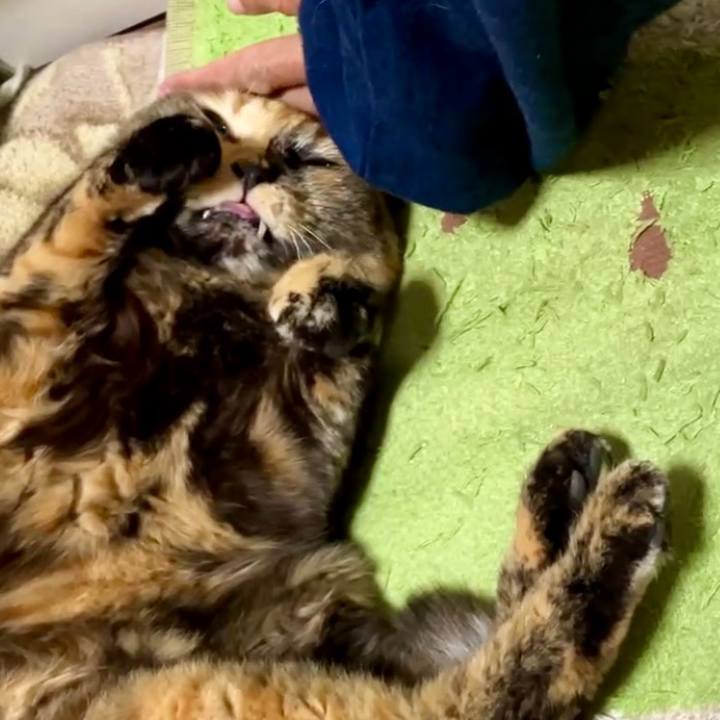 Aa711ec7 aa38 4bdc 8954 d70c4a3f47af 1733650183573