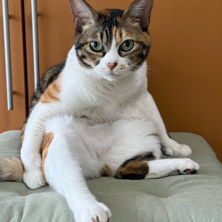 Aa729d88 b1e8 4e1e beea 364762e5c716 1763791995423