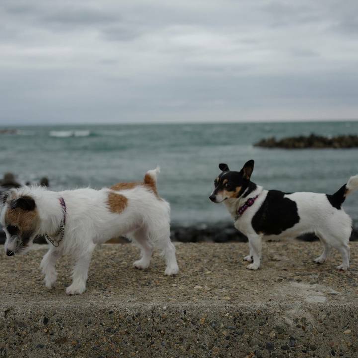 Aa788fda 2384 4403 81d7 da5b9daa1304 1508041762090