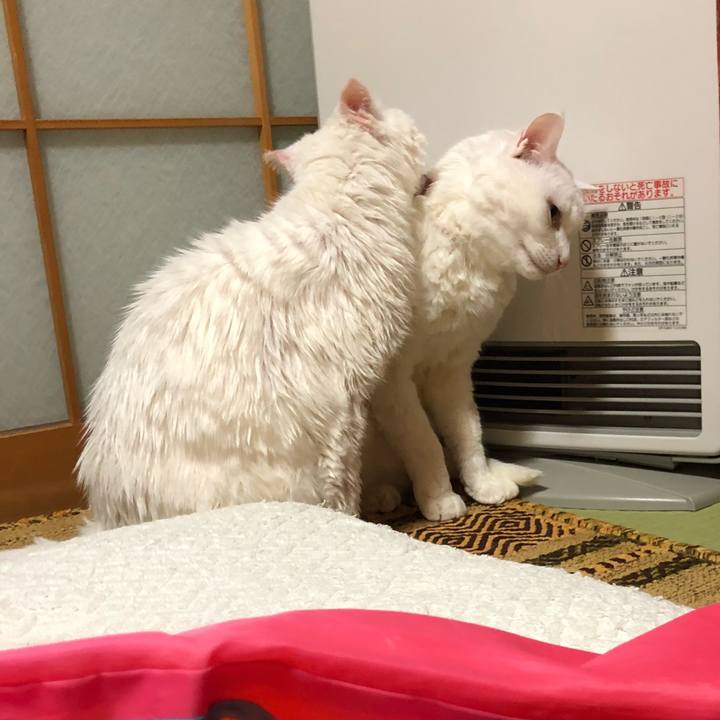 Aa7b99c2 73eb 47b8 a445 3fbe6ecc3841 1543814597801