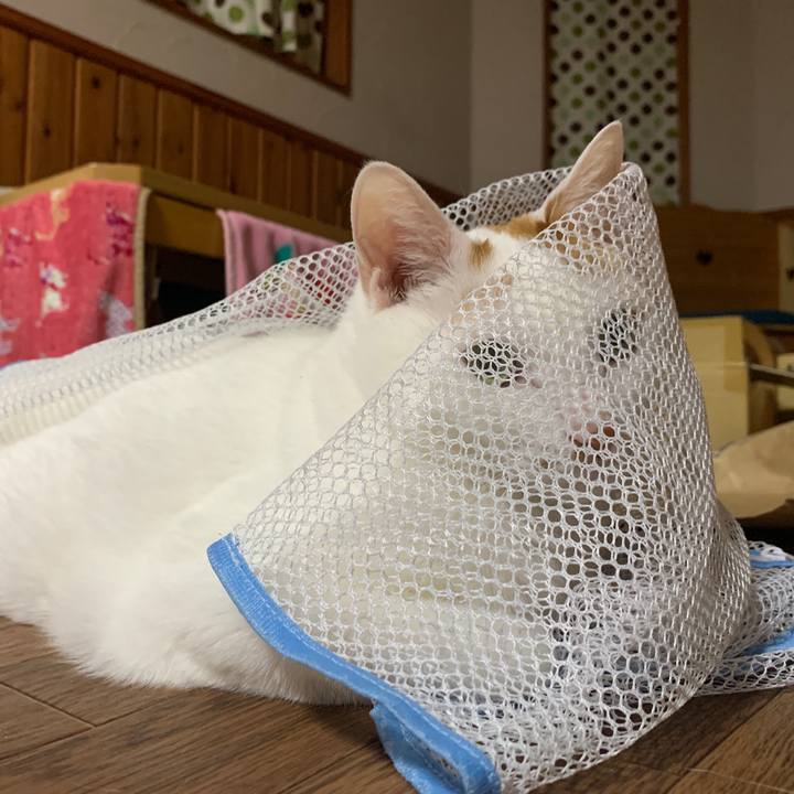 Aa7d8b59 bfef 422f bab4 a8b0aa3788e5 1650112608407