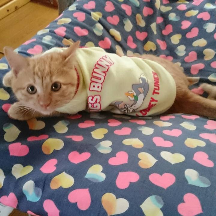 Aa850933 5ac7 4bdb b797 94ccdc74858f 1541993790547