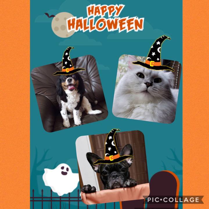 Aa858e19 19ec 404b ac22 dfe15fc0322d 1571821099986