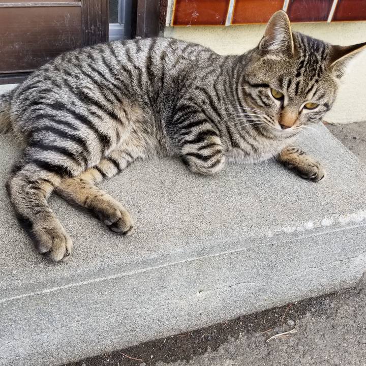 Aa8bb586 59b6 4146 933e 5eb4f074ef41 1586241681383