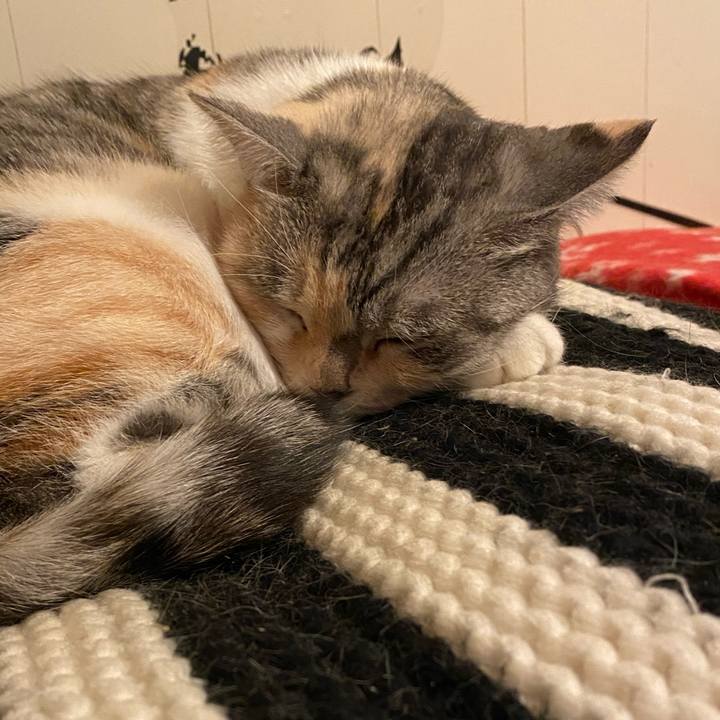 Aa8c2b28 6b54 4ff4 a474 4bd2ec4664c5 1576256440792