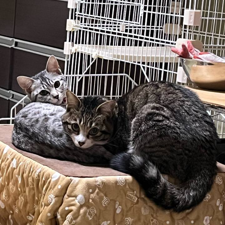 Aa8c386e c508 4447 8bcd 18e66f87c53e 1709696312901