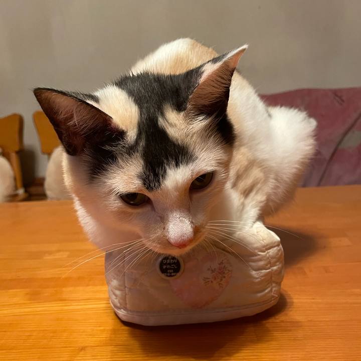 Aa8f19a5 f257 44eb 84ff ea34f2680c92 1732184638577