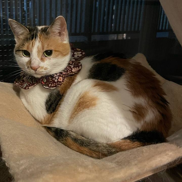 Aa9118dc f89d 4424 8f7a 0754b27e432f 1757941967074