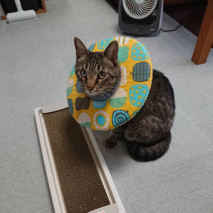 Aa9288bc 385e 4e45 a83c 2f9e1caba059 1563064869928