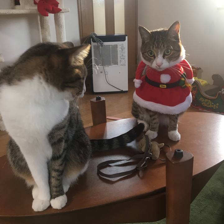 Aa930456 2bfc 4d6e b83a f8900fcb22bf 1703287488198