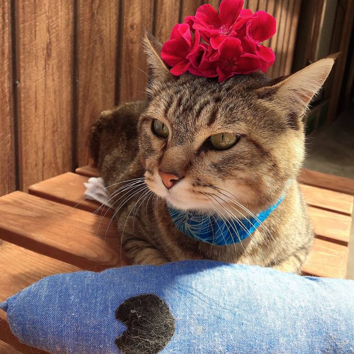 Aa93dde8 d16a 44aa ac9b 3ebd0f6a4bfb 1591572570228