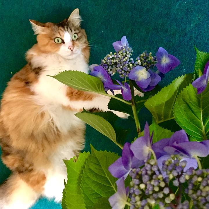 Aa9a6a71 e5f5 4c5c ae98 f2adb909ea73 1562036757303