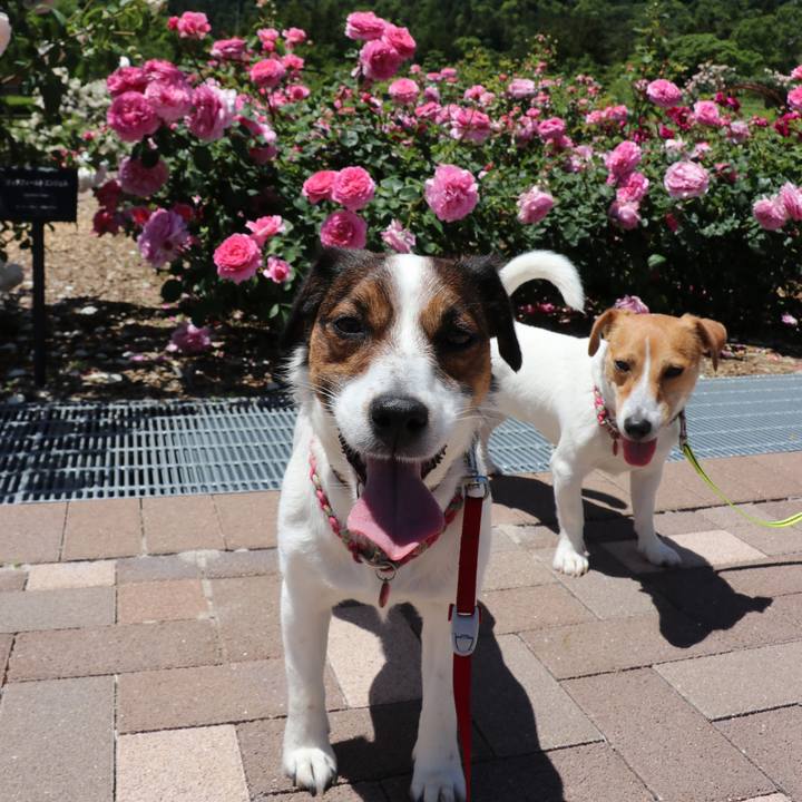 Aa9aecce ea4f 4d06 8f33 9d5bbc57b801 1526793059125