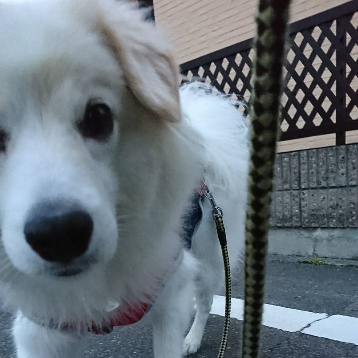 Aa9c01fe 488c 4466 8479 272561741a57 1510955531180