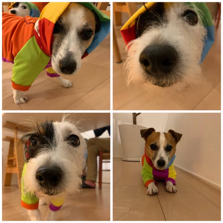 Aaa23a34 0641 4f69 ba22 793a37a82724 1604837359481