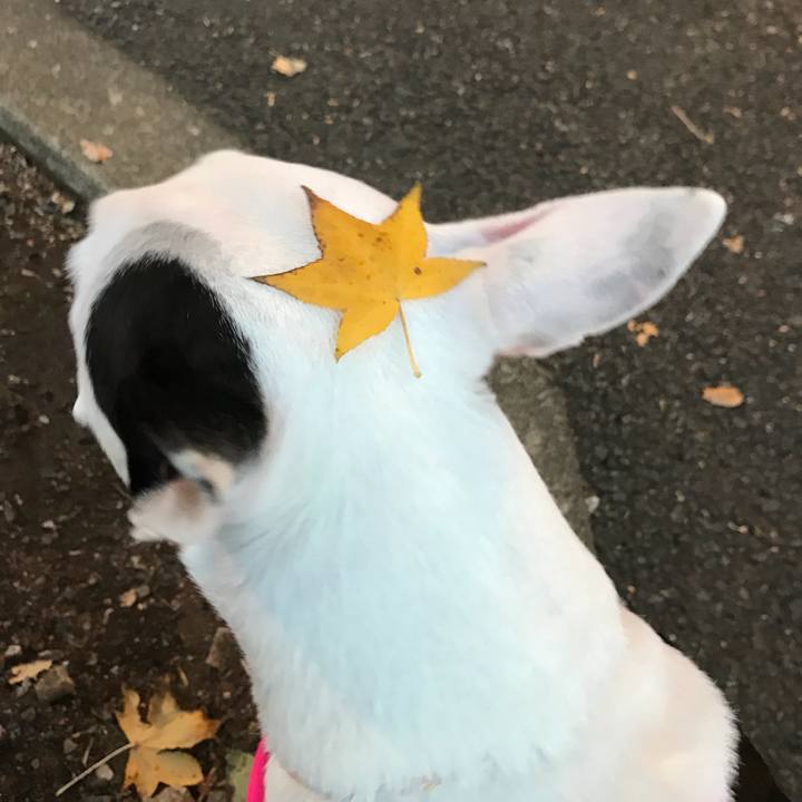 Aaa469f5 663a 4ff0 8706 e30b59c85e9d 1510062525654