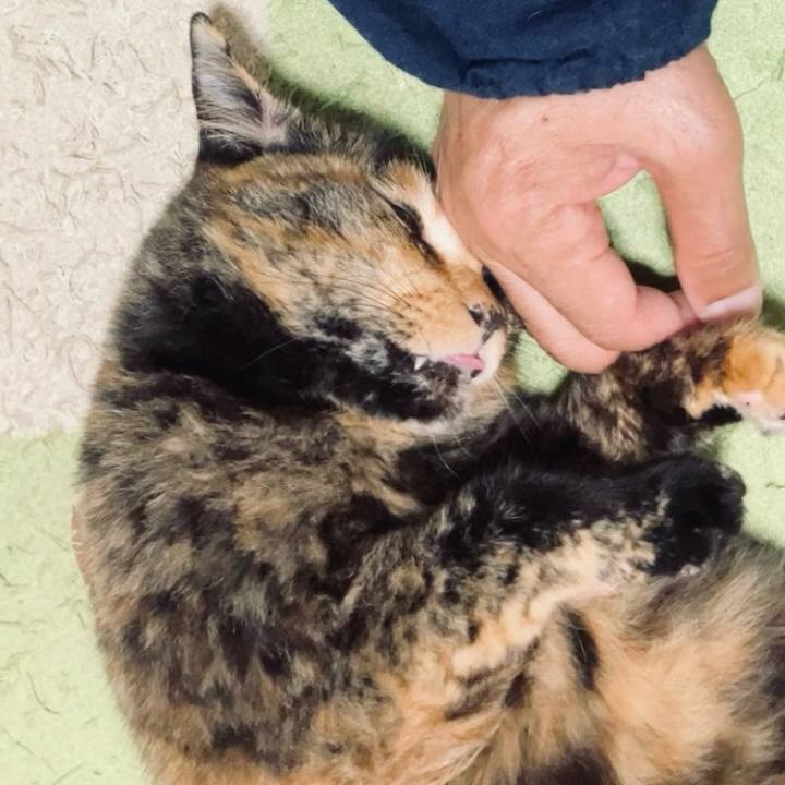 Aaa6bab4 f407 49f2 a16c b5f0738b1c5e 1730539311026