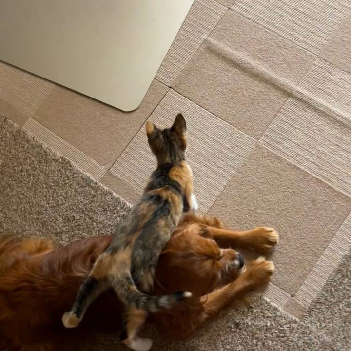 Aaacfd80 456f 4598 ad43 76ca2316e1a2 1654814081502