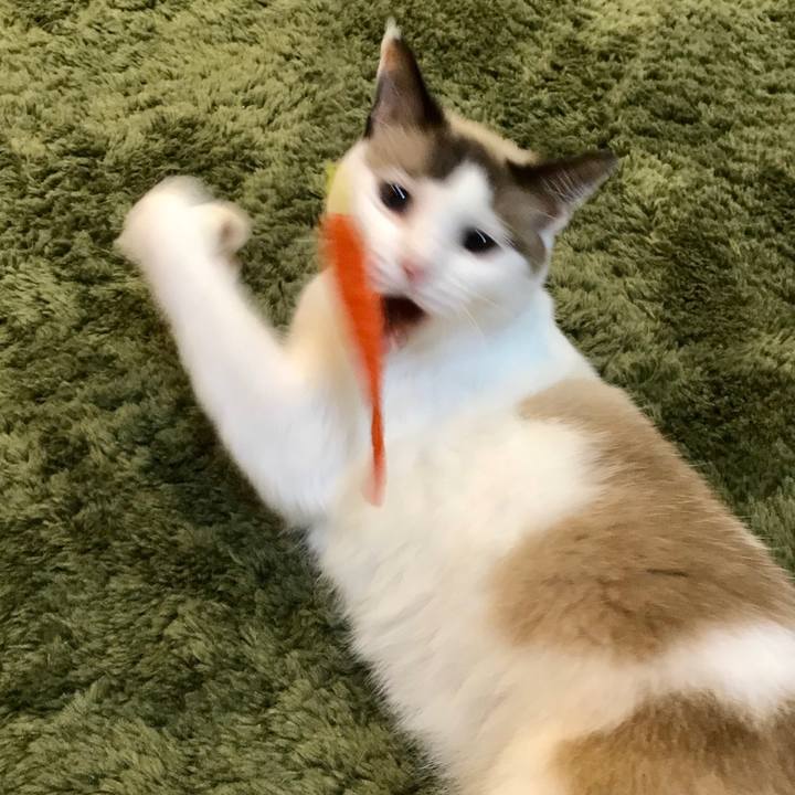 Aab000ff 3978 469b affd 2ba7dca219a9 1602113314168