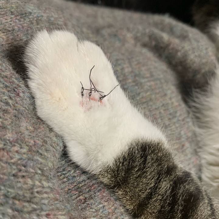 Aab1920a b63a 4593 801e 500fe131dadc 1577434165428