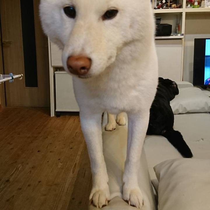 Aab1929b f245 44ac 8bfa 8e5064fd3372 1549604358846