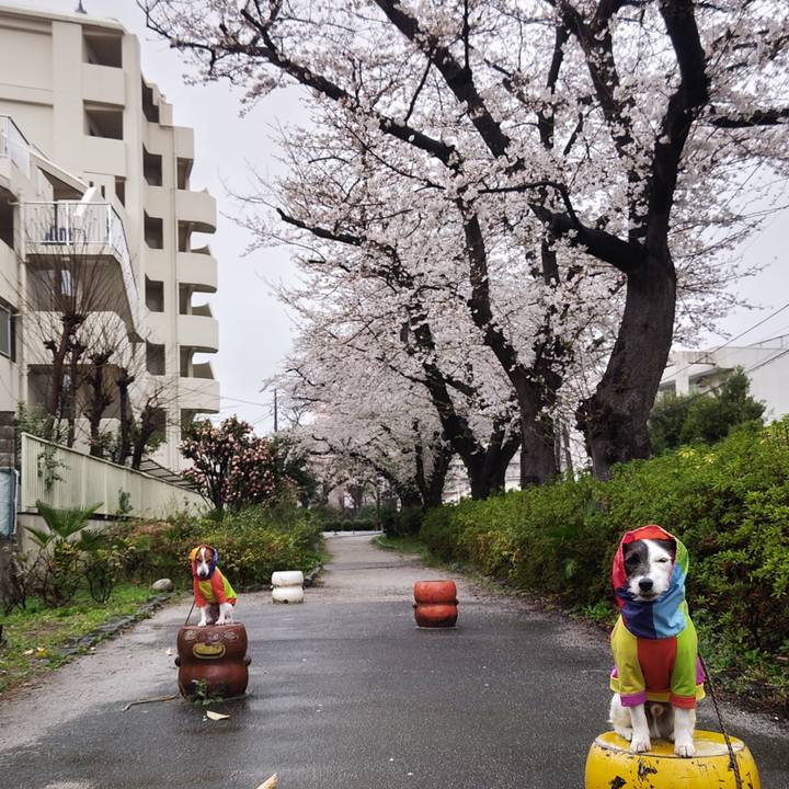 Aab1a3d7 73fc 45f7 8a4f 49b3748739af 1743201016537