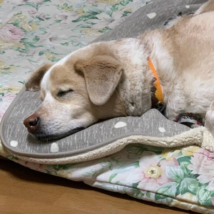 Aab61f1e 54d5 44e9 a16e 443346ccbcea 1582295696860