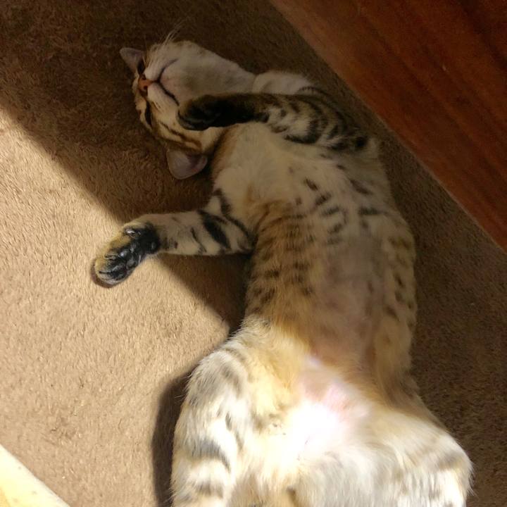 Aab7e9e7 8dba 4934 9305 18ed0456ed34 1584670618171