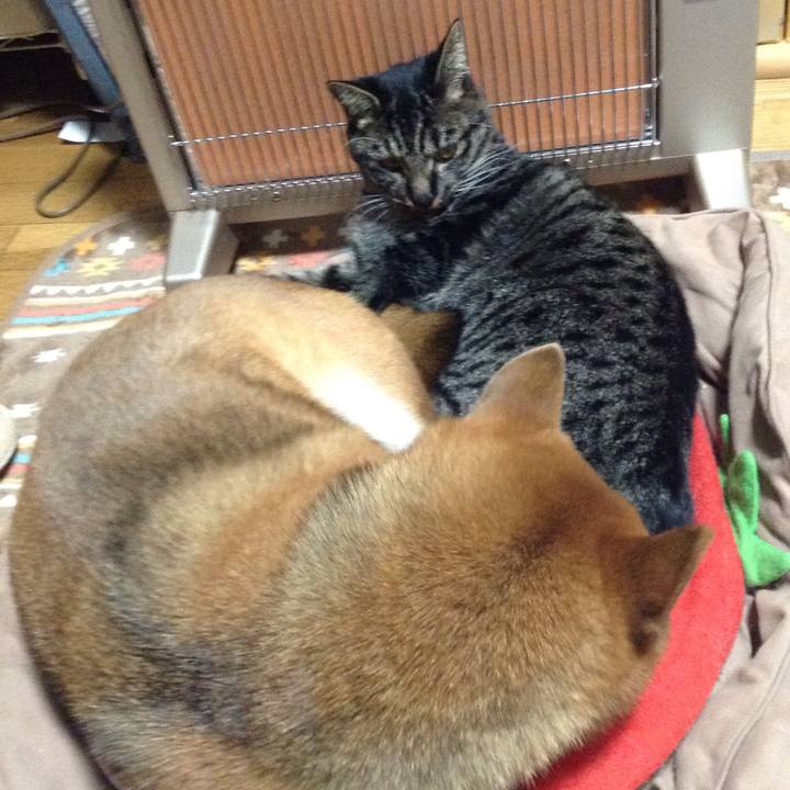 Aab9c7ff 232c 40e8 b7ff 3b6e117a9899 1547816867148