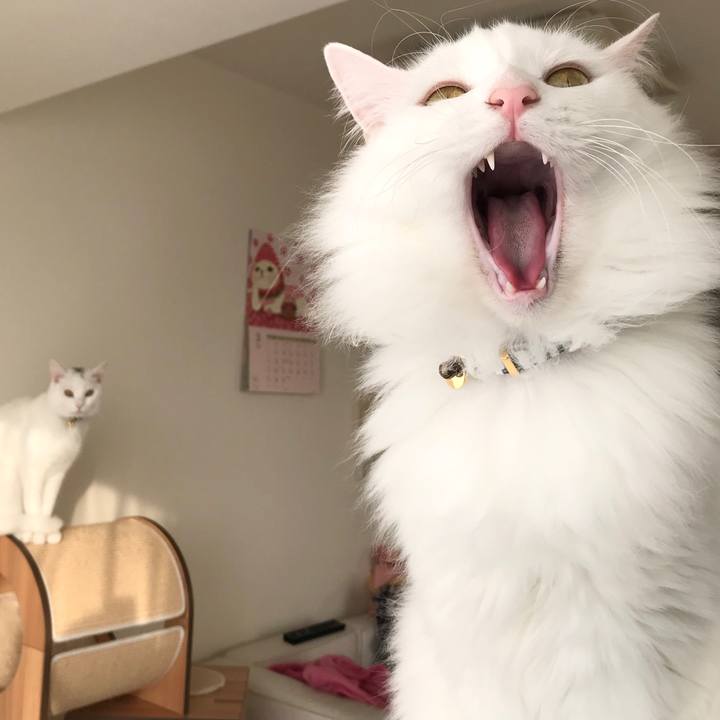 Aaba8fc2 9437 4993 9876 6ad0f72b535e 1583319792001