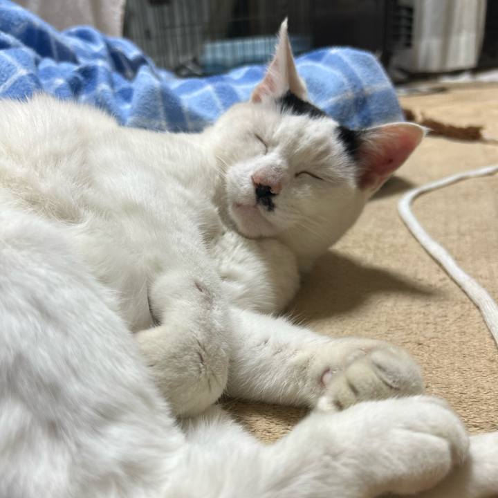 Aabed22f c044 4114 88e0 bbd0ffeedb75 1745398111305