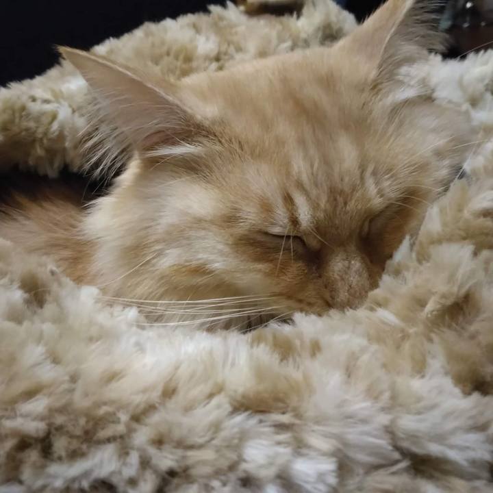 Aac03a66 6f33 4786 bd8b 933526f26311 1666787473841