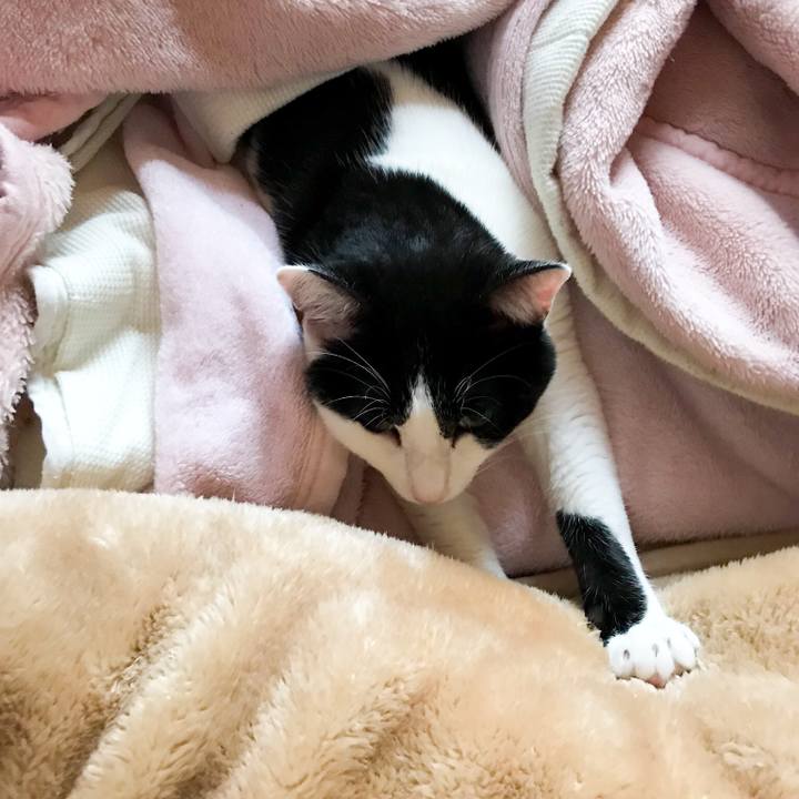 Aac37e47 2ea2 4ea8 8ce6 6e9010725071 1516720340973