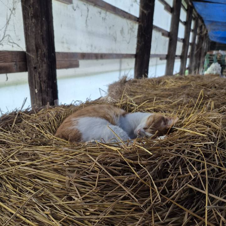 Aac823f0 aa67 4d60 a515 5eeda54028e4 1749704578480