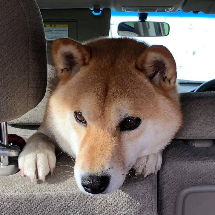 Aac86d51 2050 4887 ba26 5bcbe8b135c7 1522807931518