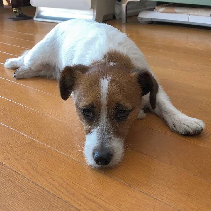 Aac98e1b 7a37 4dc0 95b5 421939895806 1520595485844