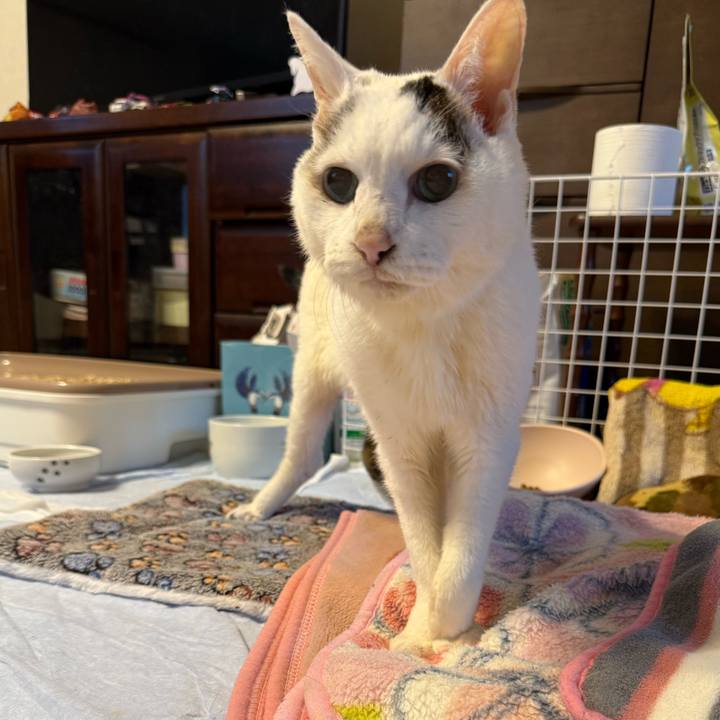 Aaca8976 4fb0 4924 8237 c1cb77679d40 1770091222224