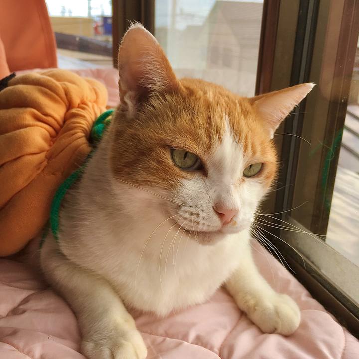 Aacf3dfd 4078 405d a6a5 1b042bd24101 1604136983447