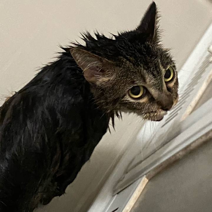 Aacf9a6a a733 439f 8b13 075bfa249c8b 1596450703308