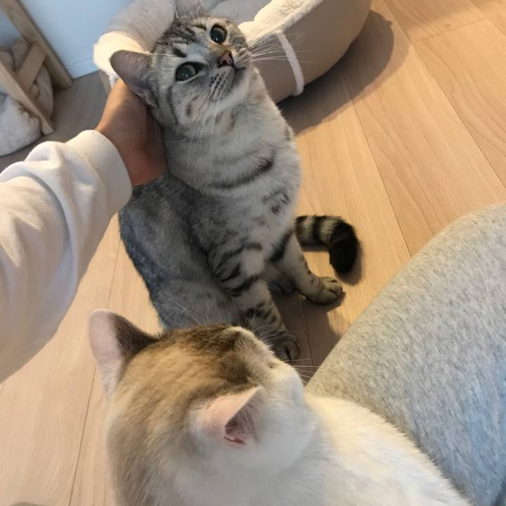 Aad1dadd 878c 4e02 85ed e95f6cf36745 1509774021091