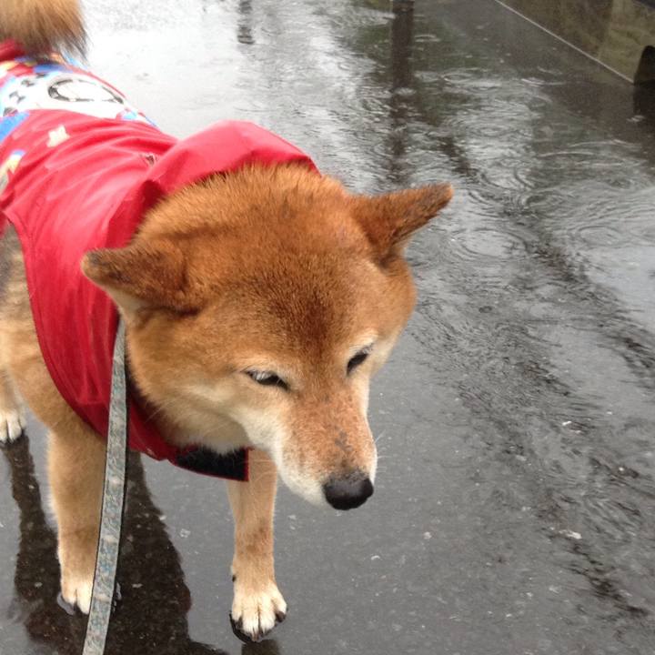 Aad8f88c 33d9 419a a476 9d9c4318115e 1528277263591