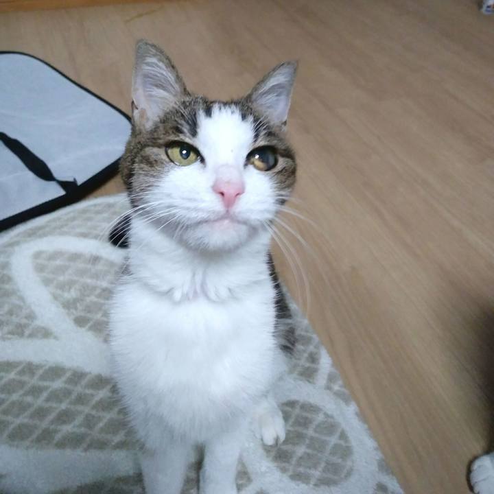 Aae266e3 057b 414d bc4a ae14fb9ad9ed 1554466431528