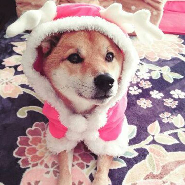 Aae2692c e88b 44e1 bda1 d3857f01be8b 1513651703131