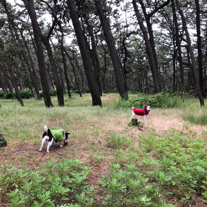 Aae36721 dd2b 4e9c b054 7b8819c65562 1560559143522