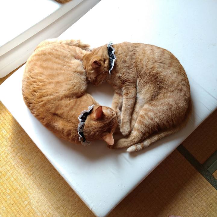 Aae5bc90 a701 4d66 b634 483ecfe8d7bb 1603022079129