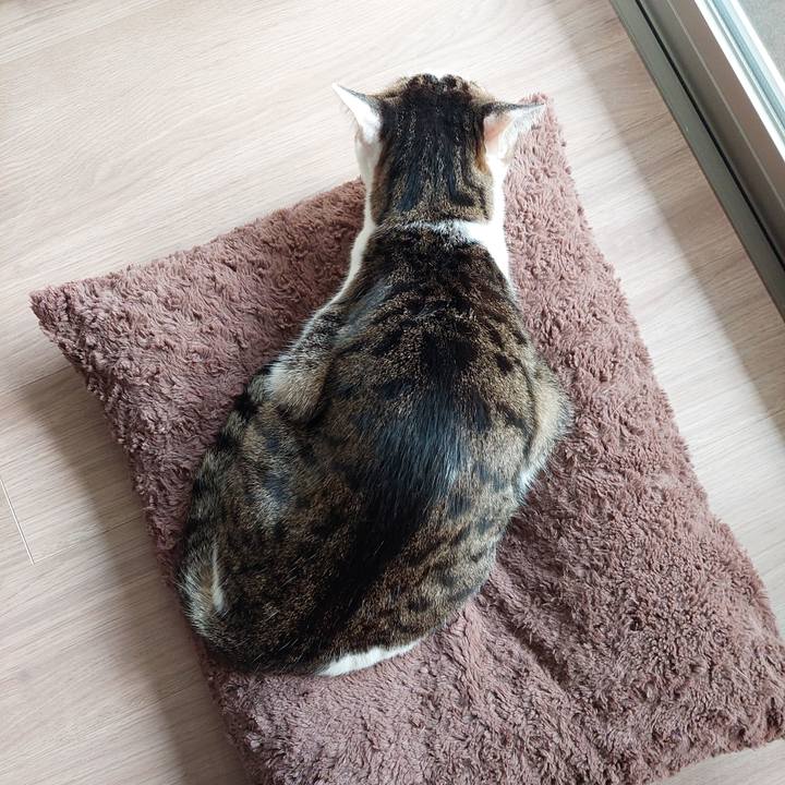 Aaee15db 46fb 46a7 9b9e fb2dc1bfd06c 1763266868101