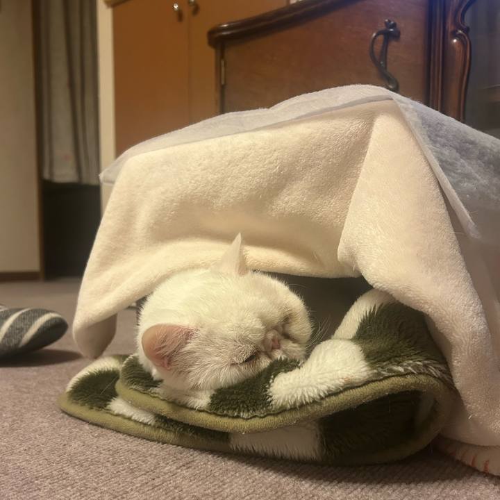 Aaf44512 fae4 4ecf a365 c2a68ccc75e9 1739690307424