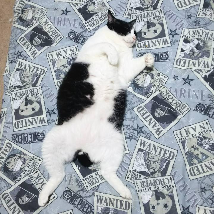 Aaf468d2 16d7 4131 8f95 3a05299274ab 1528378098166